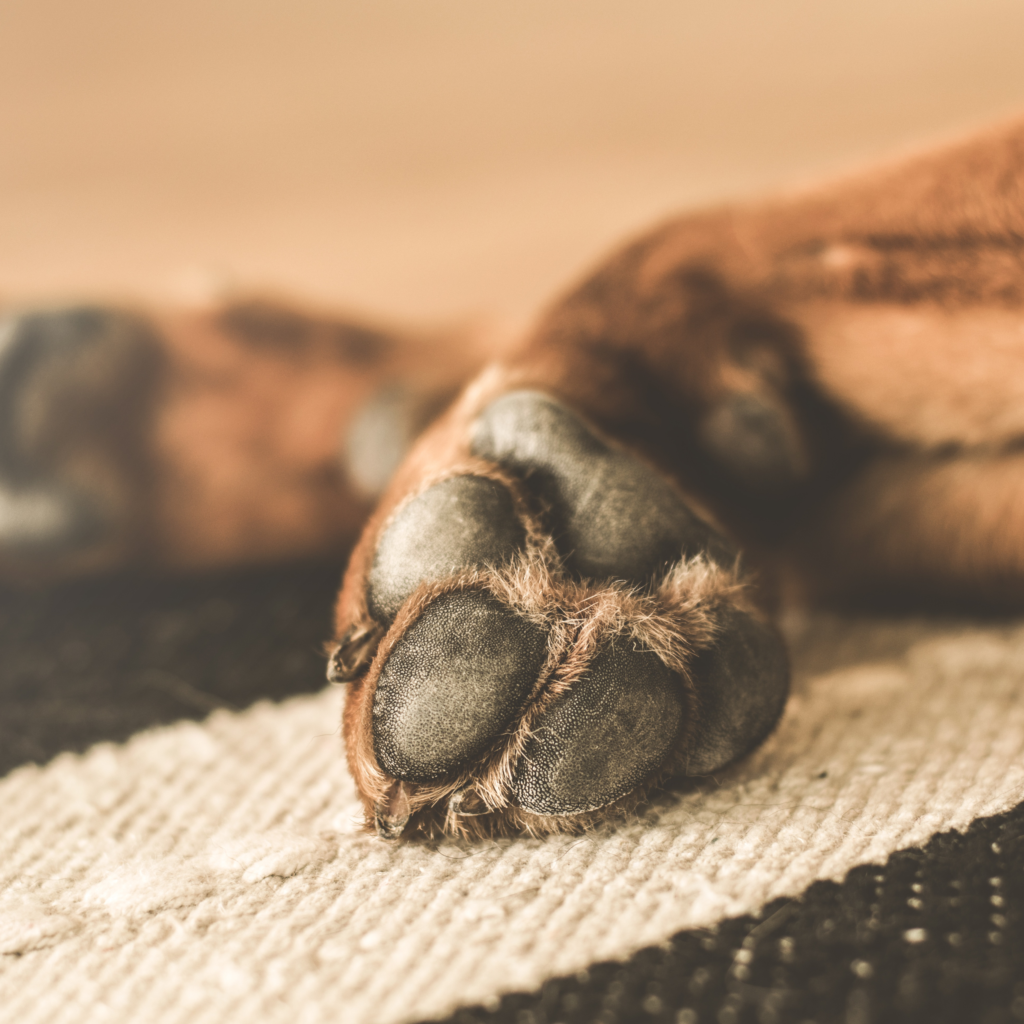 Stereotypien – Zwangserkrankungen, verhaltensbezogene Süchte und selbstverletzendes Verhalten bei Hunden aus Sicht der klinischen Humanpsychologie